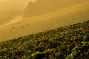 VENDANGES 2017-3