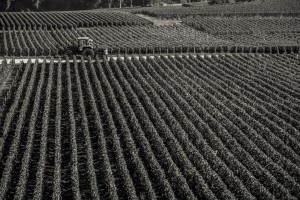 VENDANGES 2017-7